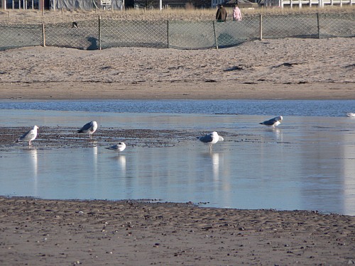 Rostock Warnemünde
<p>sea-gulls,&nbsp; sand fences <br /></p>
Küste - Strand
Nardine Stybel 